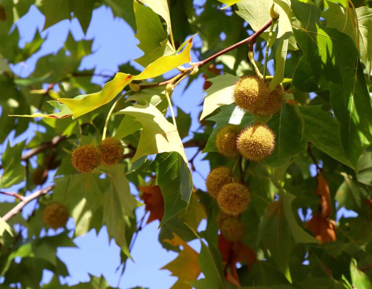 platanus hispanica seeds